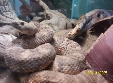 rattler