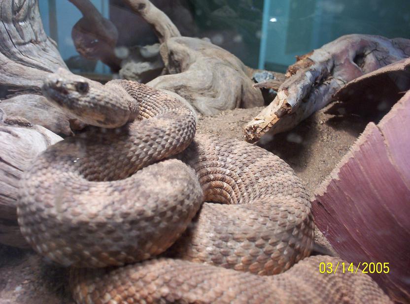 rattler