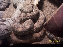 rattler