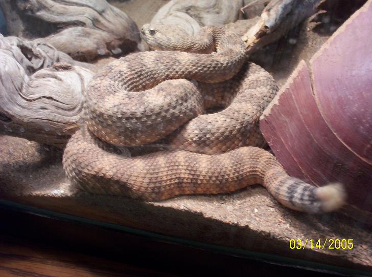 rattler