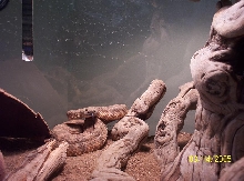rattler