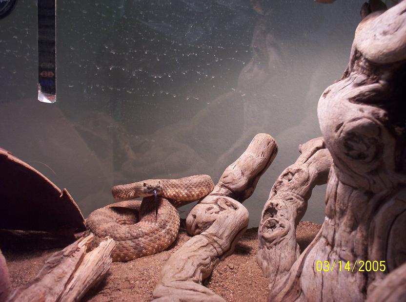 rattler
