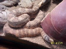 rattler