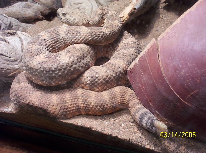 rattler
