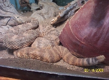 rattler