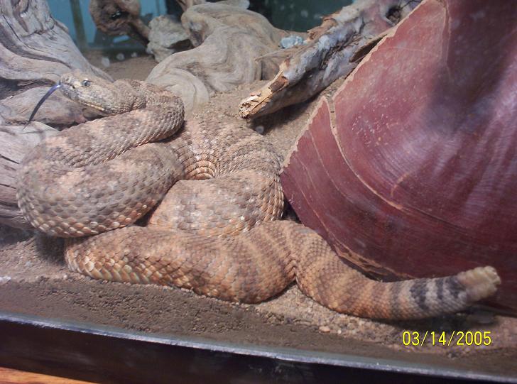 rattler