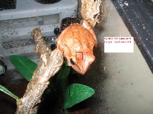 frog lump