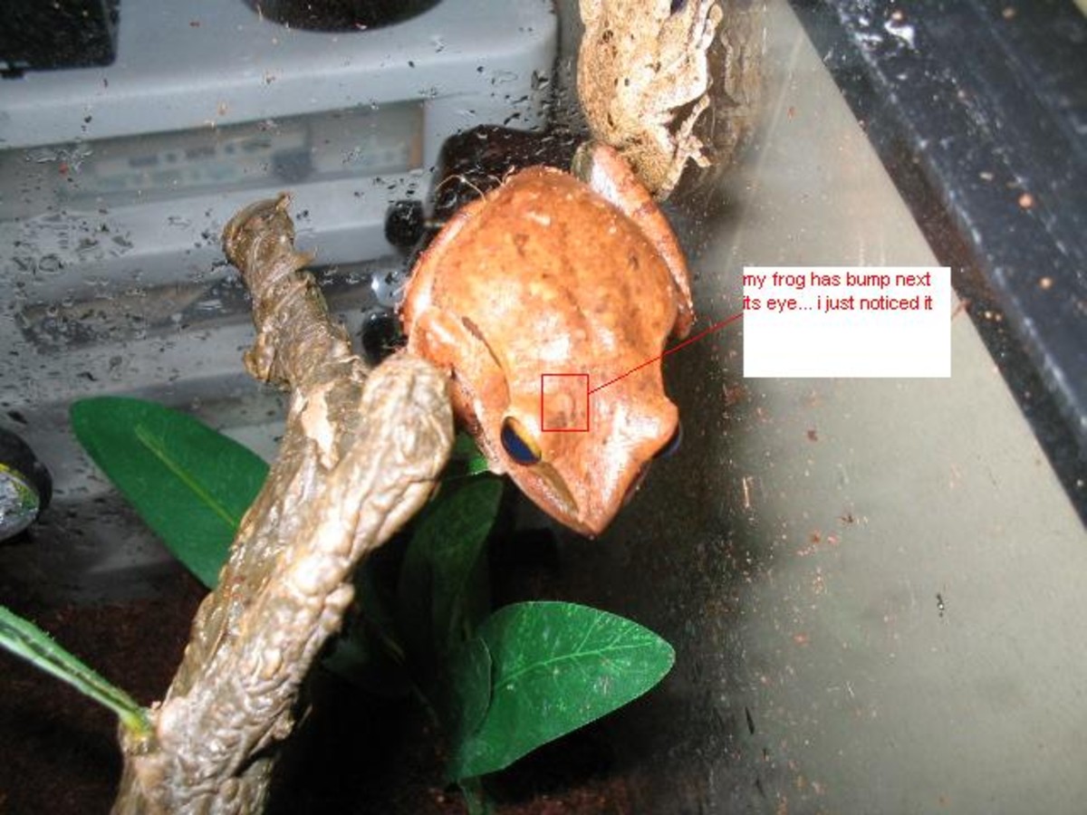 frog lump