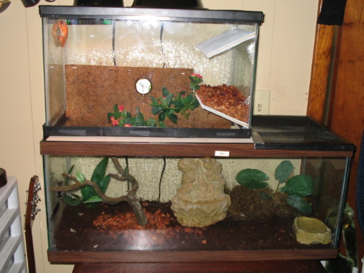 frog terrarium