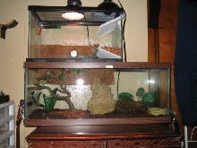 frog terarrium 2