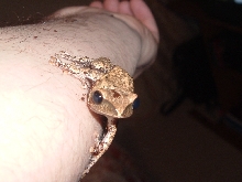 gold tree frog
