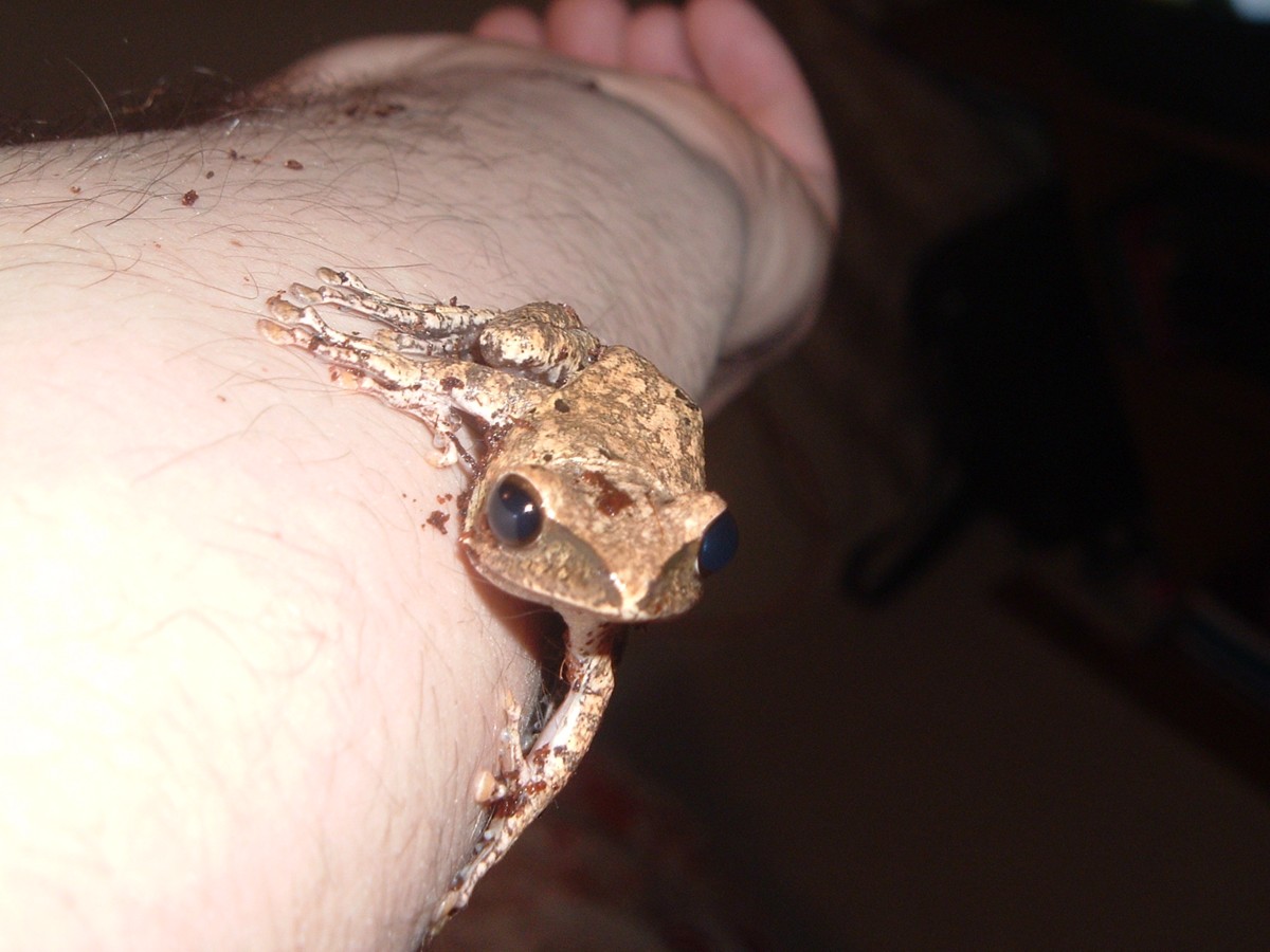gold tree frog