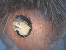 A Geko?