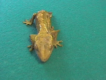 A Gecko