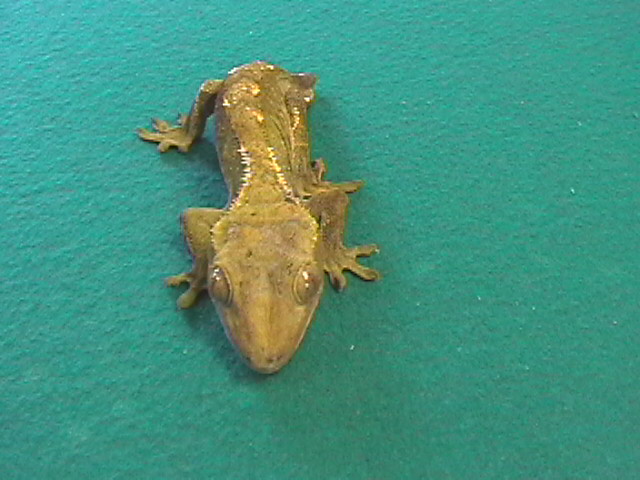 A Gecko