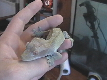 A Gecko