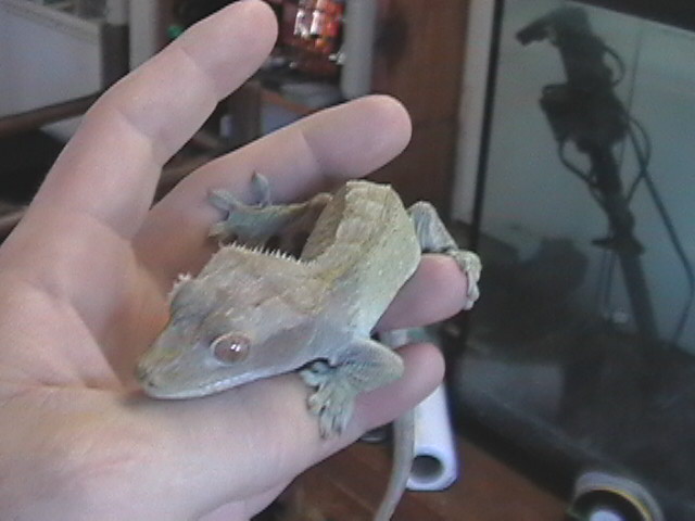 A Gecko