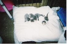 Sophie and her babies