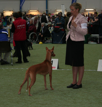Enya at Aland Int show -07