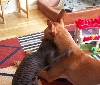 PH and cat