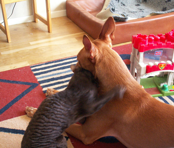 PH and cat