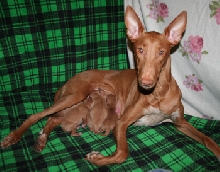 Enya_pups