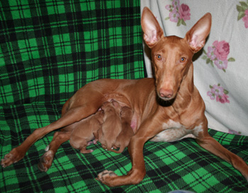 Enya_pups