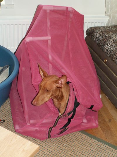 Enya in collapsed crate