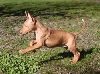 Pharaoh puppy