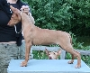 Puppy 10weeks