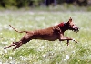 Jazz at Lure Coursing