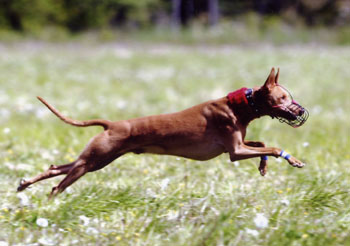 Jazz at Lure Coursing
