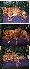 Sleeping style