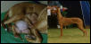 Nahla before & after