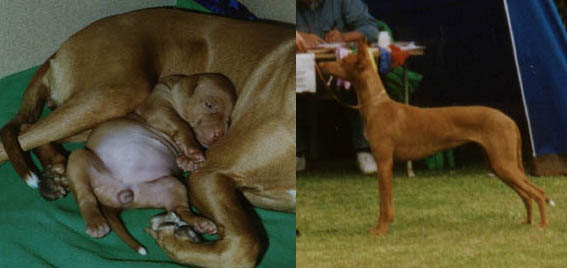 Nahla before & after
