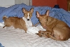 Made bed
