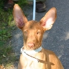 Primus 9weeks