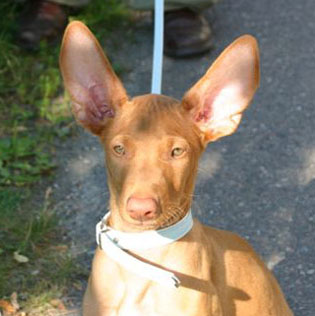 Primus 9weeks