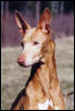 Sucki 12 years old