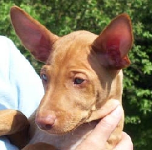 Vega 7 weeks