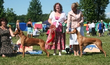 BOB and BOS Pharaoh Hound specialty -06