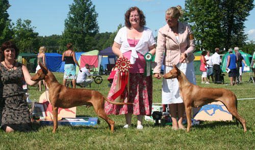 BOB and BOS Pharaoh Hound specialty -06