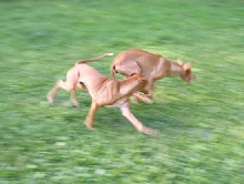 Pharaohpuppies at play