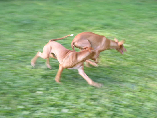 Pharaohpuppies at play