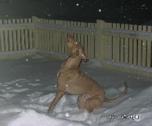 Zisco in snow