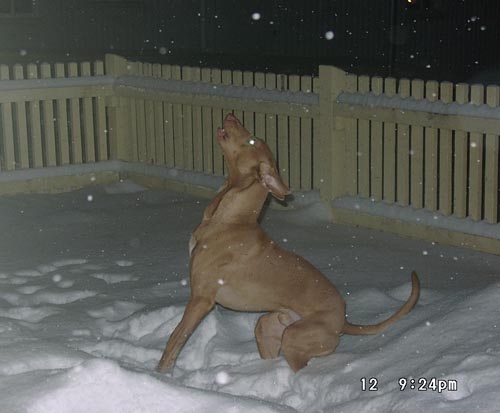 Zisco in snow