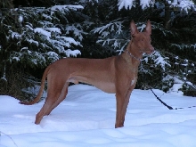 Tage in snow