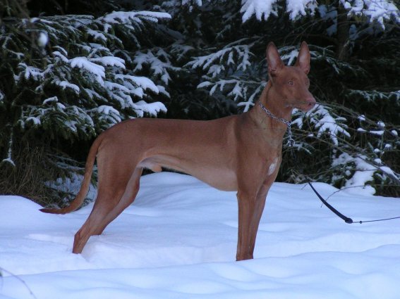 Tage in snow