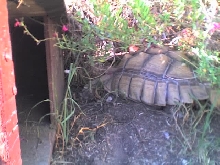 tort house