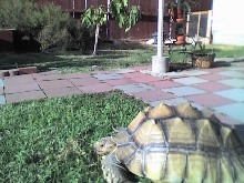 Ulysses in his yard